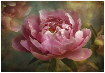 Papier peint photo « Grandes fleurs vintage » pour chambre à coucher ou salon, papier peint intissé, 400 x 280 cm