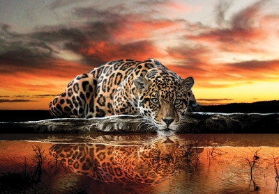 Papier peint mural « Jaguar au coucher du soleil » pour le salon