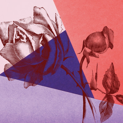 Papier peint mural roses, dessin au trait, motif géométrique, salon