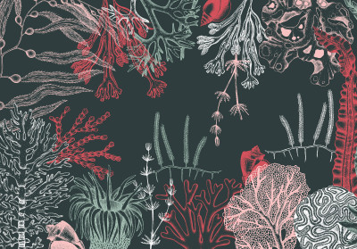 Papier peint mural « Récif de corail et algues » pour salon sombre