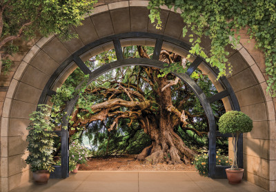 Papier peint mural représentant une vue en arc-de-cercle sur un vieil arbre dans un salon