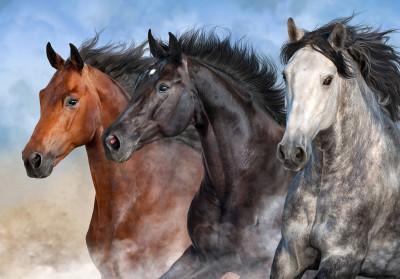 Papier peint mural représentant des chevaux au galop, pour un salon réaliste