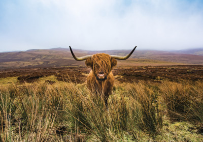Papier peint mural « Vache des Highlands » pour le salon