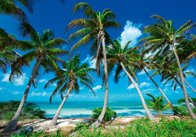 Papier peint mural « Plage tropicale, palmiers et mer » pour le salon