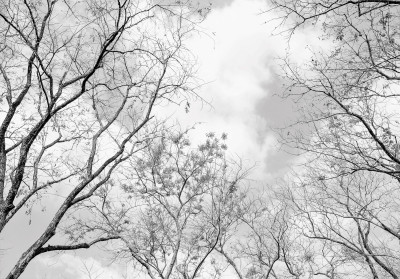 Papier peint mural « Arbres nus, ciel, noir et blanc » pour le salon