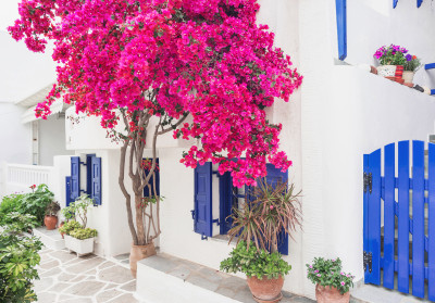 Papier peint mural « Greek Street Bougainvillea » pour le salon