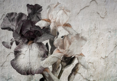 Papier peint mural « Iris » effet mur fissuré pour le salon