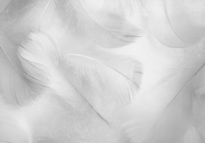 Papier peint mural « Plumes blanches » pour le salon