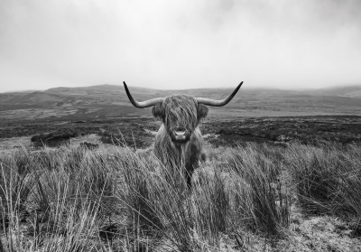 Papier peint mural « vache des Highlands » noir et blanc pour le salon