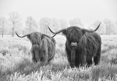 Papier peint mural « Vaches des Highlands en hiver » (noir et blanc) pour le salon