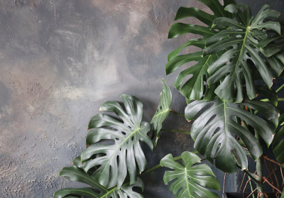 Papier peint mural « Monstera » et béton pour salon