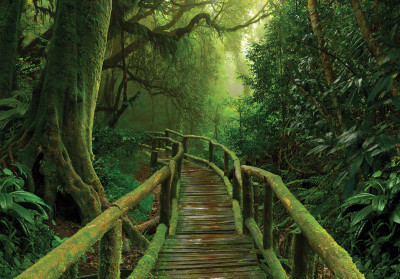 Papier peint mural « Jungle Boardwalk » pour salon