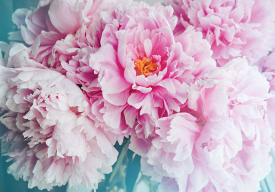 Papier peint mural « Pivoines roses » pour le salon