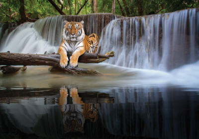 Papier peint mural « Tigres, cascade et jungle » pour le salon