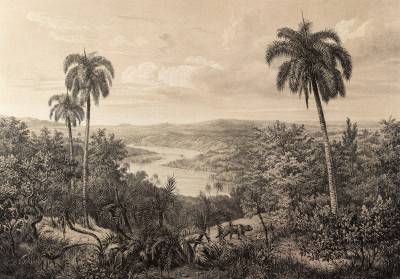 Papier peint mural vintage représentant un paysage tropical pour le salon