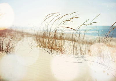 Papier peint mural « Plage, dunes et herbe » pour le salon