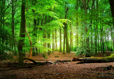 Papier peint mural « Forêt verdoyante ensoleillée » pour le salon