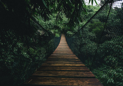 Papier peint mural « Pont suspendu dans la jungle » pour le salon